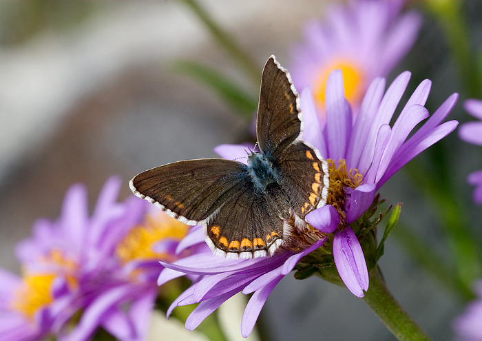 da identificare - Polyommatus (Meleageria) bellargus